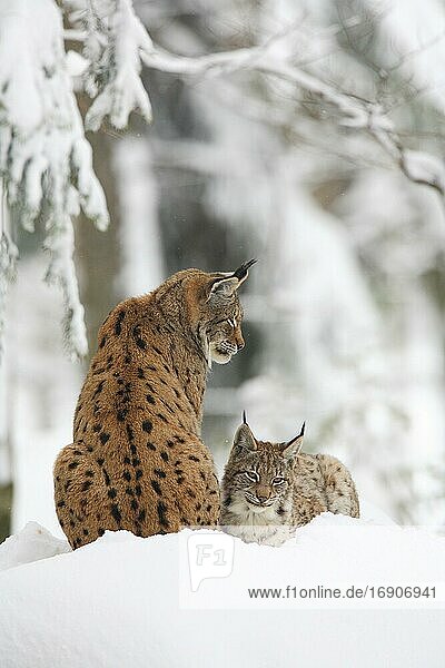 Luchs,  Eurasischer Luchs,  Europäischer Luchs (Lynx lynx),  European Lynx,  im Winter,  Bayrischer Wald National Park,  Deutschland,  Europa