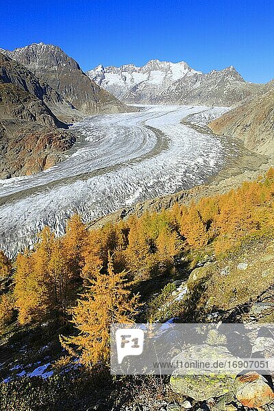 Great Aletsch Glacier and Wannenhorns  Valais  Switzerland  Europe