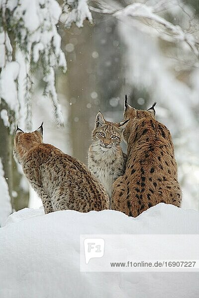 Luchs  Eurasischer Luchs  Europäischer Luchs (Lynx lynx)  European Lynx  im Winter  Bayrischer Wald National Park  Deutschland  Europa