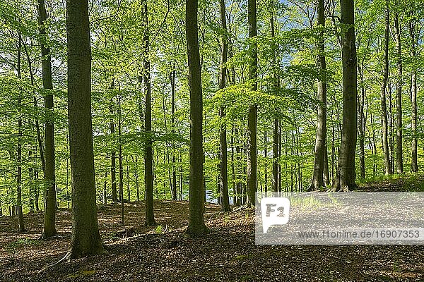 Buchenwald  Grumsiner Forst  UNESCO Welterbe  Brandenburg  Deutschland  Europa