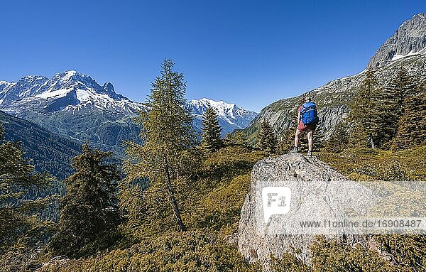 Lärchen in Herbstfärbung  Wanderin Blickt auf Bergpanorama vom Aiguillette des Posettes  Gipfel Aiguille Verte  Aiguille du Midi und Mont Blanc  Chamonix  Haute-Savoie  Frankreich  Europa