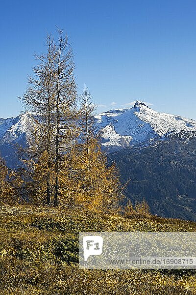 Herbstliche Gebirgslandschaft mit Lärchen  dahinter der Wolfendorn  Tirol  Österreich  Europa