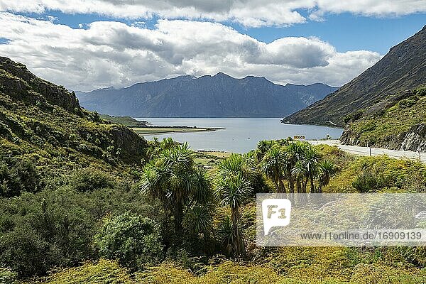 View of mountains and Lake Hawea with palm trees  The Neck  Otago  South Island  New Zealand  Oceania