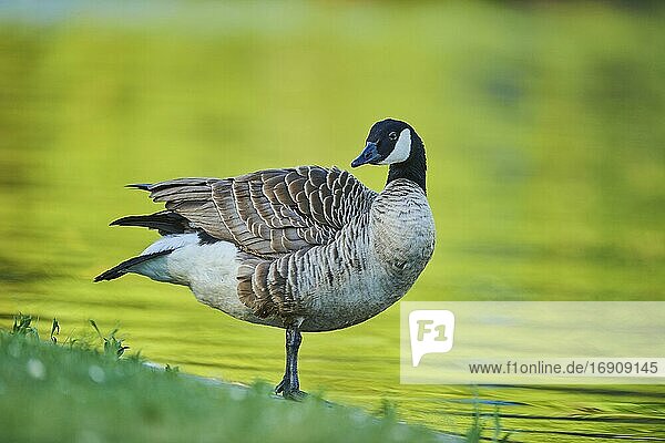 Kanadagans (Branta canadensis)  steht am Wasser  Bayern  Deutschland  Europa