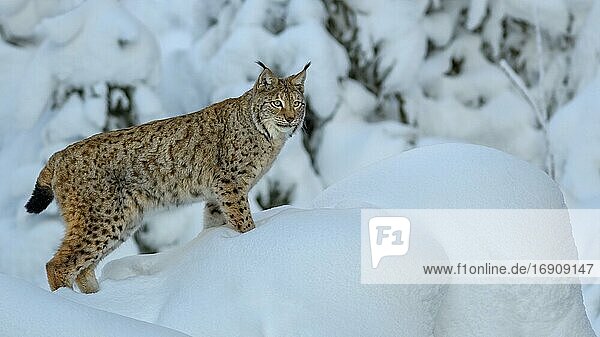Eurasischer Luchs (Lynx lynx)  steht auf einer verschneiten Erhöhung im Winterwald  Nationalpark Sumava  Böhmerwald  Tschechien  Europa