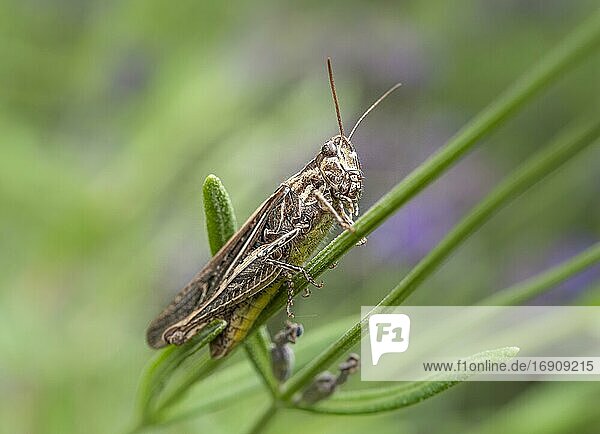 Brauner Grashüpfer (Chorthippus brunneus) auf Lavendel (Lavandula angustifolia), Deutschland, Europa
