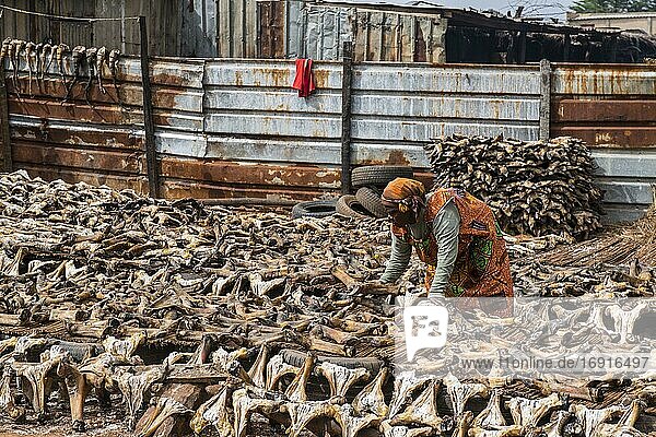 Trockenfleisch  aufgeschnittene Ziegenschädel zum Trocknen in der Sonne ausgebreitet  Markt  Niamey  Niger  Afrika