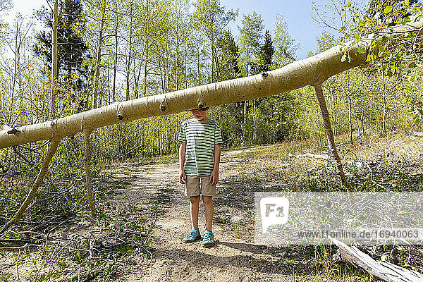 7 year old boy looking at fallen tree in forest of Aspen trees