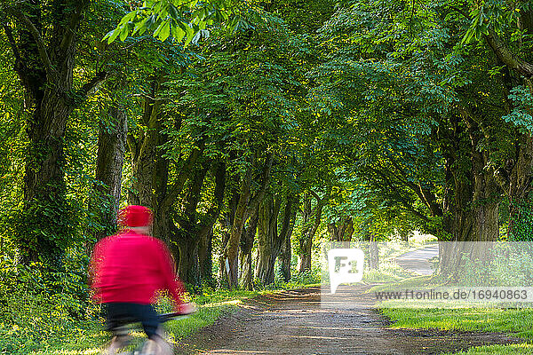 Rear view of person cycling through avenue of horse chestnut trees  Gloucestershire  UK.