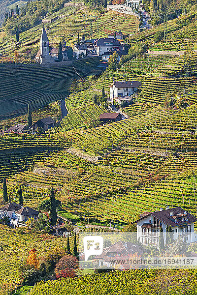 Weinberge bei Bozen  Trentino-Südtirol  Südtirol  Italien