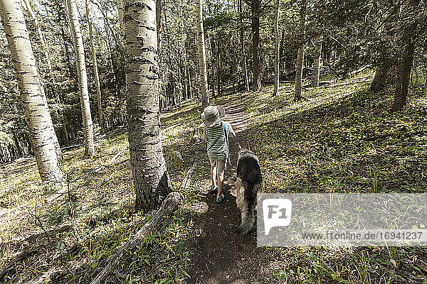 7 year old boy walking his dog in forest of Aspen trees