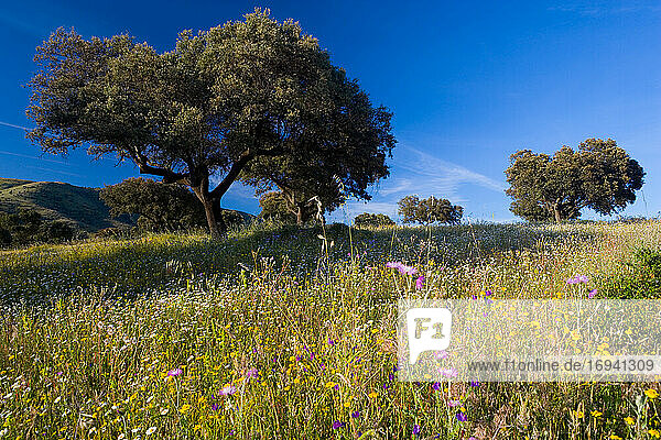 Landschaft mit Bäumen und Wildblumen in der Nähe von Guadalupe  Extremadura  Spanien.