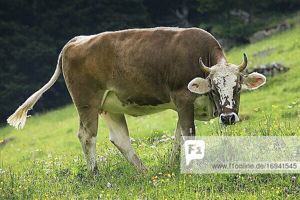 Schweizer Kuh auf Alp  Schweiz  Europa