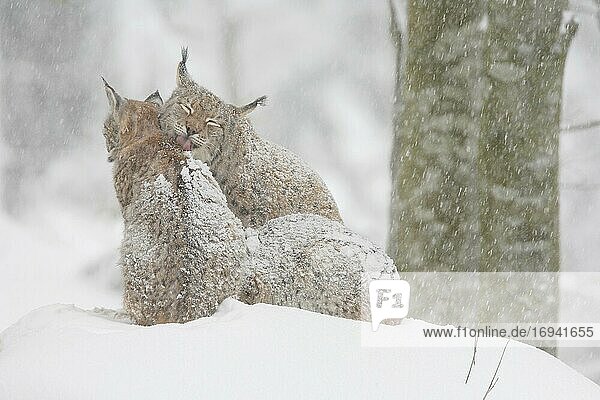 Luchs  Eurasischer Luchs  Europäischer Luchs (Lynx lynx)  European Lynx  im Winter  Bayrischer Wald National Park  Deutschland  Europa