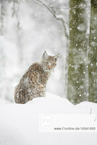 Europäischer Luchs (Lynx lynx)  im Winter  Nationalpark Bayrischer Wald  Deutschland  Europa