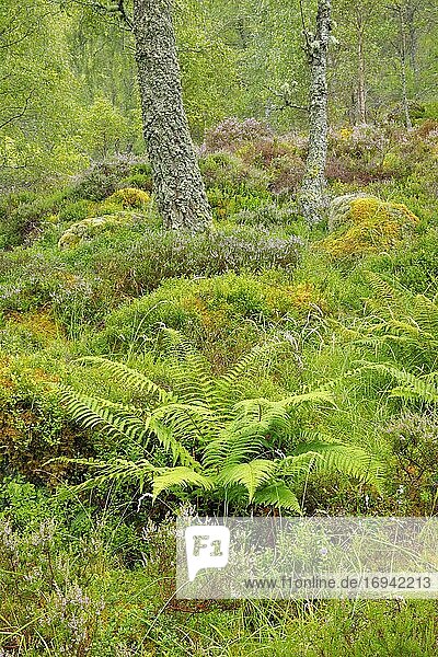 Birkenwald,  Craigellachie National Nature Reserve,  Schottland,  Großbritannien,  Europa