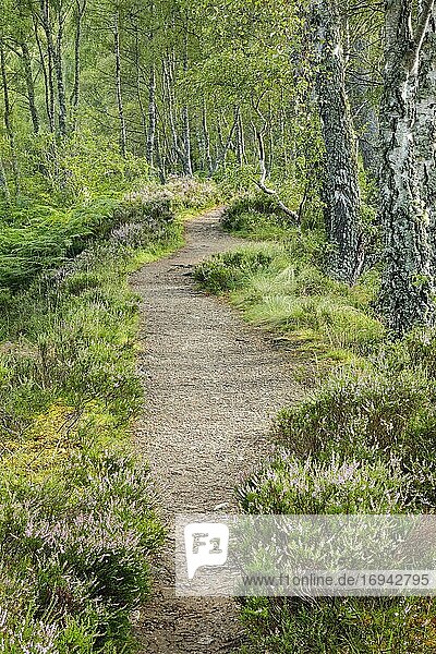 Fussweg im Birkenwald,  Craigellachie National Nature Reserve,  Schottland,  Großbritannien,  Europa