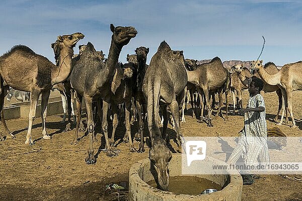 Camels at a water hole  Ennedi plateau  Chad  Africa
