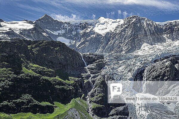 Gletscher Grindelwald-Fieschergletscher und Gipfel des Walcherhorn  Berner Oberland  Schweiz  Europa