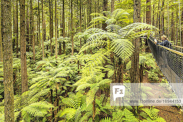 Redwood Treewalk  Canopy Pathway  Rotorua  Bay of Plenty  Nordinsel  Neuseeland  Pazifik