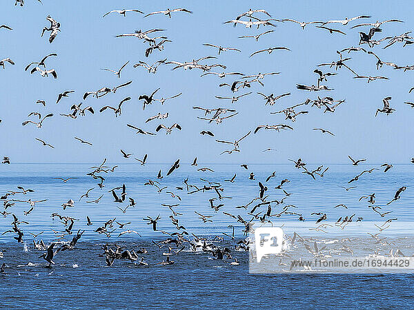 Eine Fressorgie von Seevögeln beim Tauchen nach kleinen Köderfischen in der Nähe der Isla San Pedro Esteban  Baja California  Mexiko  Nordamerika
