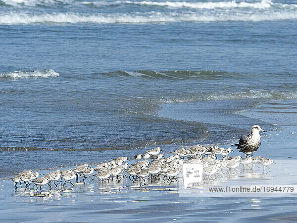 Ein Schwarm von Sanderlingen (Calidris alba)  am Strand von Isla Magdalena  Baja California Sur  Mexiko  Nordamerika