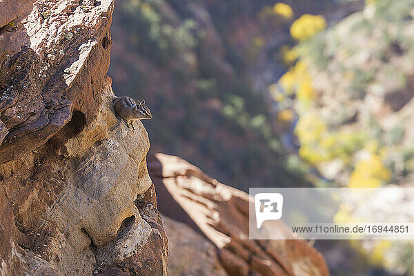 Uinta Streifenhörnchen (Neotamias umbrinus)  das sich an Felsen hoch über dem Pine Creek festhält  Herbst  Zion National Park  Utah  Vereinigte Staaten von Amerika  Nordamerika