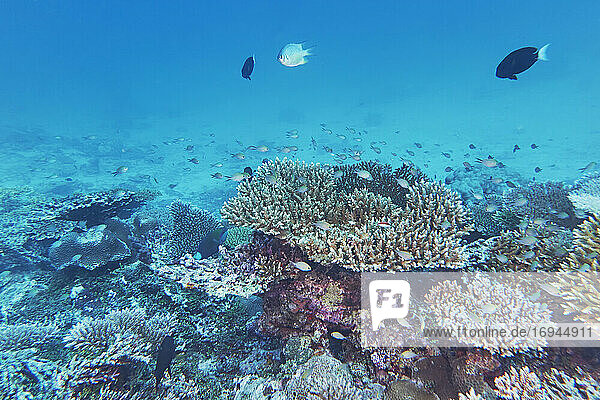 Eine Mischung aus Acropora-Arten Hartkorallen  an einem tropischen Korallenriff  um das Gaafu Dhaalu Atoll  im Süden der Malediven  Indischer Ozean  Asien