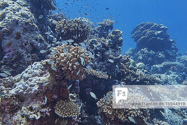 Kleine Rifffische drängen sich um Aufschlüsse von Hartkorallen der Gattung Pocillopora  ein Korallenriff im Gaafu Dhaalu Atoll  Malediven  Indischer Ozean  Asien