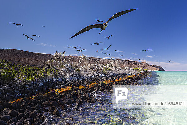 Prachtfregattvogel (Fregata magnificens)  Brutkolonie in Bahia Gabriel  Isla del Espiritu Santo  Baja California Sur  Mexiko  Nordamerika