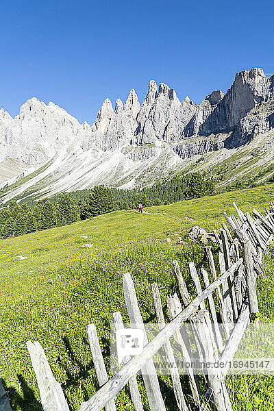 Holzzaun auf den grünen Weiden der Malga Brogles mit der Geisel im Hintergrund  Val di Funes  Südtirol  Dolomiten  Italien  Europa