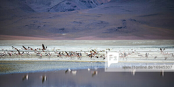 Flamingos an der Laguna Hedionda  einem Salzseegebiet im Altiplano von Bolivien