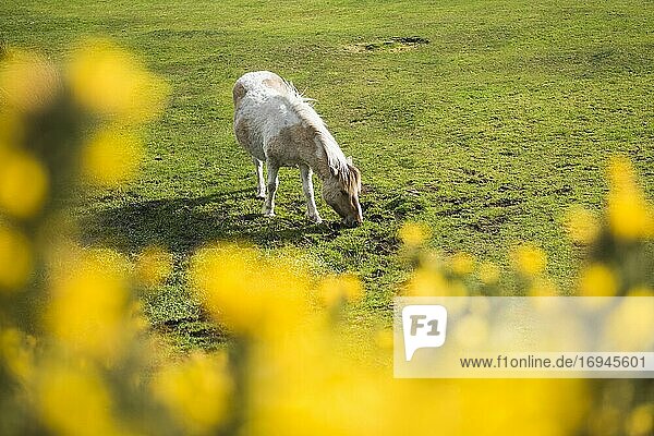 Dartmoor Pony  Devon  England  Vereinigtes Königreich
