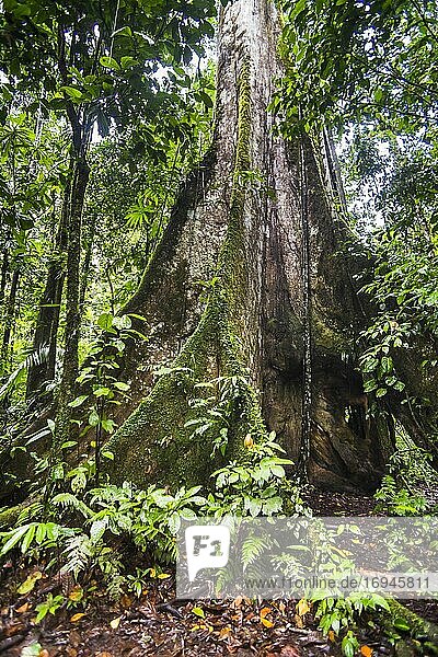 Großer Kaypok-Baum im Amazonas-Regenwald  Coca  Ecuador  Südamerika