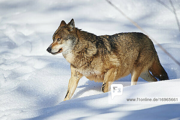 Eurasian wolf (Canis lupus lupus) in a forest in winter  Bavarian Forest National Park  Bavaria  Germany  Europe
