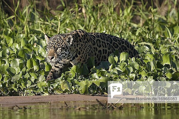 Jaguar (Panthera onca) pirscht aus dem Uferbewuchs am Rio Cuiaba  Mato Grosso do Sul  Pantanal  Brasilien  Südamerika