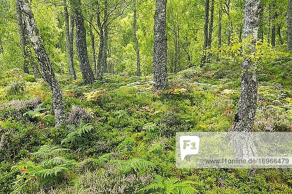 Birkenwald  Craigellachie National Nature Reserve  Schottland  Großbritannien  Europa