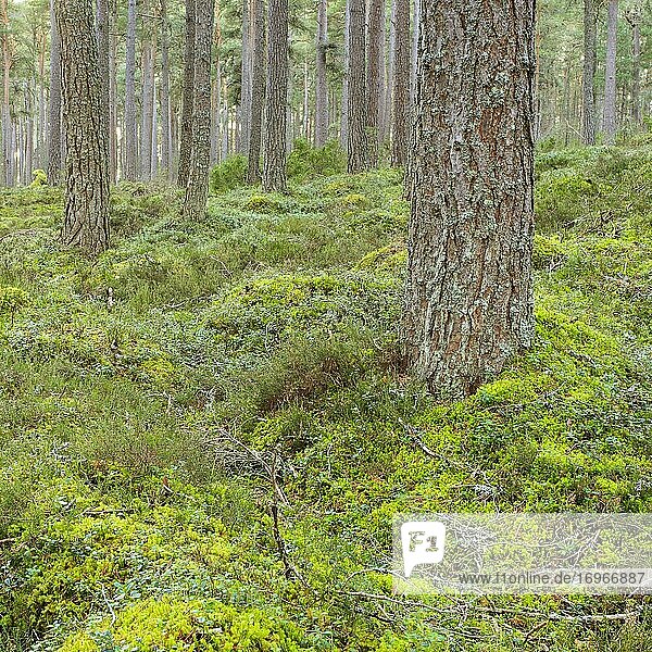 Kiefer  Schottische Kiefer  Scots pine (Pinus sylvestris)  Cairngorms NP  Schottland  Großbritannien  Europa