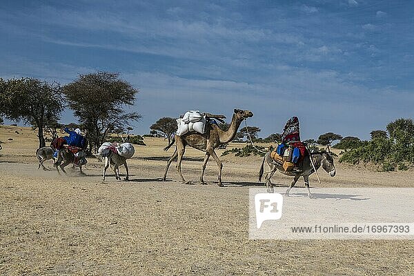 Frau auf Esel mit Kamel  beladen mit Kanistern  zwischen Faya-Largeaux und N'Djamena  Sahara  Tschad  Afrika