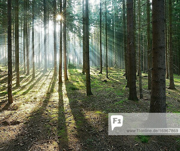 Lichtdurchfluteter Fichtenwald  Sonne strahlt durch Nebel  Lange Schatten auf dem Waldboden  Thüringer Schiefergebirge  bei Bad Lobenstein  Thüringen  Deutschland  Europa