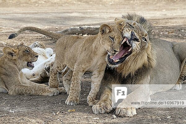 Ein Löwenjunges (Panthera leo) zeigt einem erwachsenen männlichen Löwen  Zuneigung  Süd-Luangwa-Nationalpark  Sambia  Afrika