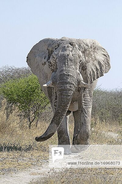 Afrikanischer Elefantenbulle (Loxodonta africana)  Nxai Pan National Park  Botswana  Afrika