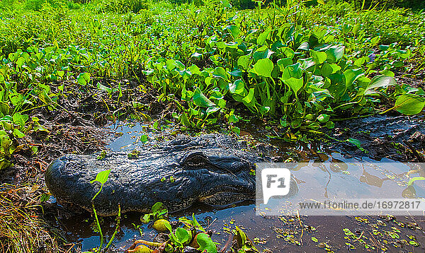 Des Allemands  Louisiana Bayou mit Alligator