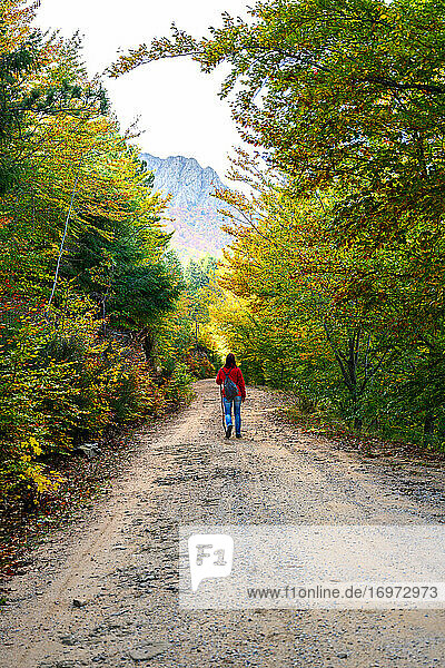 Rear view of a backpacker woman hiking into green forest