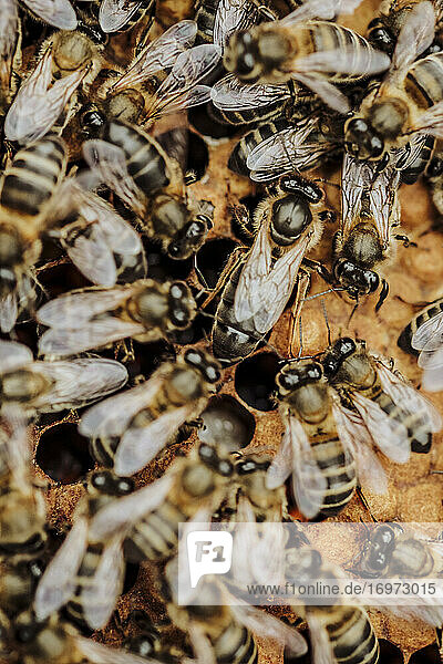 Die Bienenkönigin in einer Honigwabe