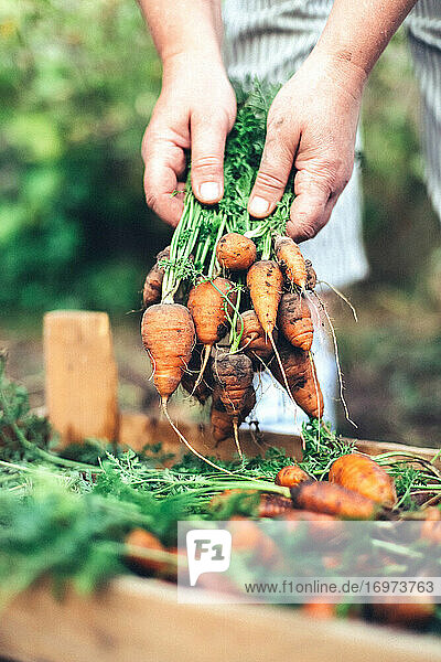 Frau erntet Karotten im Hinterhofgarten