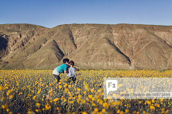 Zwei Brüder auf einem Wildblumenfeld in der Wüste im Frühling.