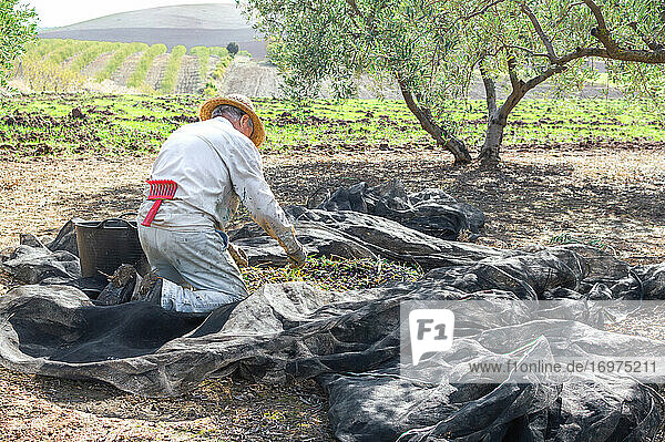 Crouched farmer with hat picking olives using a big bucket in the field during sunny day.