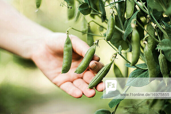 Woman's hand picking peas  close-up