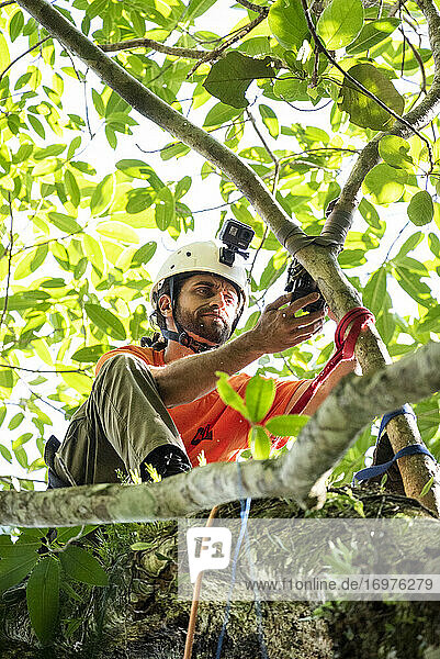 Man tree climbing to fix camera trap on canopy top in green rainforest